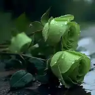 من كل بستان زهرة WhatsApp Channel