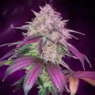TheClub420 WhatsApp Channel