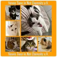 Verein Tiere in Not Chemnitz e.V. WhatsApp Channel