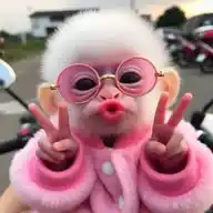 Video Lucu Random WhatsApp Channel