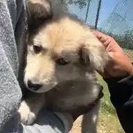KSPCA( Kodaikanal ) WhatsApp Channel