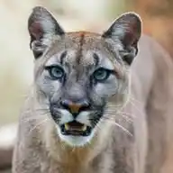 Pumagaming WhatsApp Channel