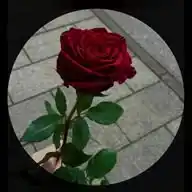 Ward _ ورد 🌹 WhatsApp Channel