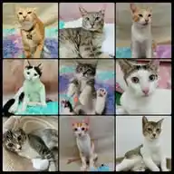 Adopt Dont Shop WhatsApp Channel
