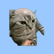 Cat WhatsApp Channel