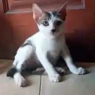 Cute Cat Stickers | Stiker Kucing Lucu 😺🐈🐱 WhatsApp Channel