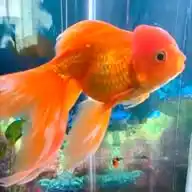 For the Love of Aquarium Fish WhatsApp Channel