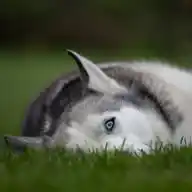 Hundeschule Terzyk WhatsApp Channel