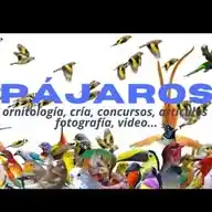 Pájaros WhatsApp Channel