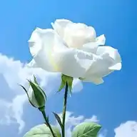 Parachinar WhatsApp Channel