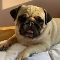 Pug Quase Todo Dia WhatsApp Channel