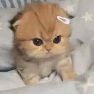 ՏᴛɪᴋᗴᖇՏ'ʀᴀɴᴅᴏᴍ WhatsApp Channel