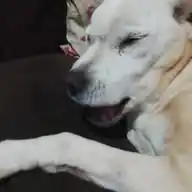Vivendo Um Cão Velho WhatsApp Channel