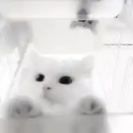 ＊*•̩̩͙✩•̩̩͙*˚ 𝒩𝒶𝓃𝒶  ˚*•̩̩͙✩•̩̩͙*˚＊ WhatsApp Channel