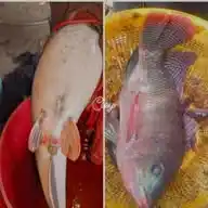 AQUASEZA FISH WhatsApp Channel