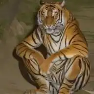 Refúgio da direita WhatsApp Channel