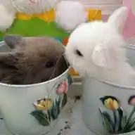 ๑  ֹ  ₊ ۟ ಣ   ρυ𝕣ⅈꪀ𝕣σℓℓ .ᐟ ໒꒱‧₊˚﹒𖹭 WhatsApp Channel