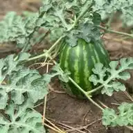 AgriClinic Consultancy  WhatsApp Channel