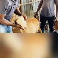 AgroLearner WhatsApp Channel