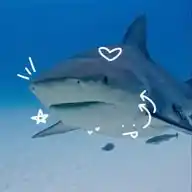 𖥨ɓเσℓσɠเα ɱαɾเɳα! ▸ 🌊 WhatsApp Channel