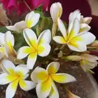 Dana Broadcast WhatsApp Channel