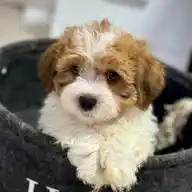 Havaneser von der Laute 🐶🐶🐶 WhatsApp Channel