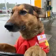 PromoCão WhatsApp Channel