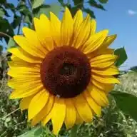 Rimedi Naturali 🌱 WhatsApp Channel