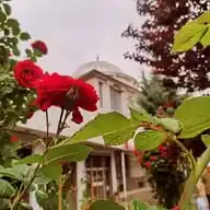 🍁Zarif~Paylaşımlar🍁 WhatsApp Channel