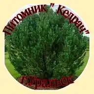 ZKO Уральск Продажа  ели,сосны, можжевельники ,туи др Уральск WhatsApp Channel