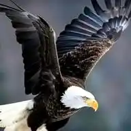 العقاب  لوثائق السفر WhatsApp Channel