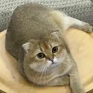 Mu 🐈 WhatsApp Channel