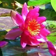 Nam Myoho Renge Kyo WhatsApp Channel