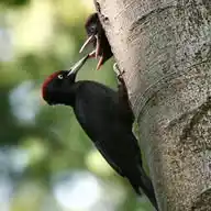 ✅️ Nationalpark Reichswald 🌳🌳🌳 WhatsApp Channel