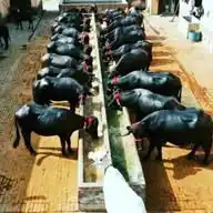 Raj Dairy Farm, Hisar Haryana Bharat WhatsApp Channel