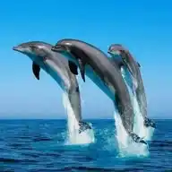 Reflexões Diárias WhatsApp Channel