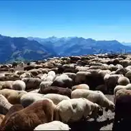 Schafe Schweiz/Ovine Suisse/Pecore Svizzera WhatsApp Channel