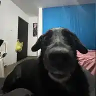 seguidores de el perro bautista WhatsApp Channel