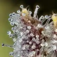Sweet Terpenes WhatsApp Channel