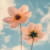 ❤️‍🩹ALI🍁WRITES🍁ISLAMIC❤️SHAYARI❤️‍🩹 WhatsApp Channel