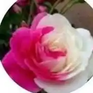 حامــͥــᷤـــⷽـــⷡـــⷡـــⷽــــدمنـــــــــیر WhatsApp Channel