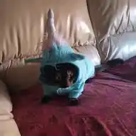 Mi Fokin Gato WhatsApp Channel
