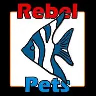 RebelPets.co.za WhatsApp Channel
