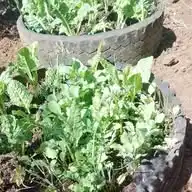 Smart Farming WhatsApp Channel
