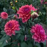 Vechiger Burehof  WhatsApp Channel