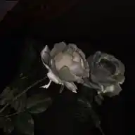 11:11 WhatsApp Channel
