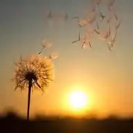 Freedom 🕊️ WhatsApp Channel