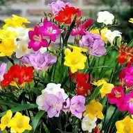 Grow Gardening Green  WhatsApp Channel