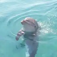 🌊 ֹ ִ Bι᥆ᥣ᥆gιᥲ ᗰᥲrιᥒhᥲ! ୧ ֹ ִ🫧 WhatsApp Channel