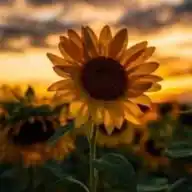 Oh? 🌻 WhatsApp Channel